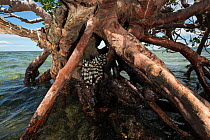 Banded sea kraits (Laticauda colubrina) in roots of Mangrove tree at low tide, Mali Island, Macuata Province, Fiji, South Pacific.