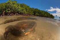 Mud crabs (Scylla serrata) in the water by Mangrove roots, split level image, Mali Island, Macuata Province, Fiji, South Pacific.
