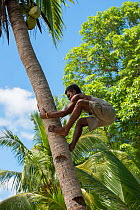 Fijian boy climbing tree to get Coconuts (Cocos nucifera) Mali Island, Macuata Province, Fiji, South Pacific. August 2013