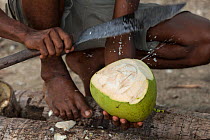 Fijian boy opening coconut (Cocos nucifera) Mali Island, Macuata Province, Fiji, South Pacific. August 2013