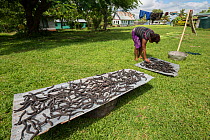 Sea cucumbers (Holothuroidea) boiled and now drying in the sun, Kavewa Island, Macuata Province, Fiji, South Pacific. August 2013