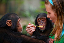 Volunteer feeding young Chimpanzees (Pan troglodytes) Pandrillus Sanctury Rehabilitation Centre,  Nigeria.