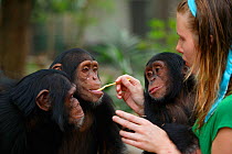 Volunteer feeding young Chimpanzees (Pan troglodytes) Pandrillus Sanctury Rehabilitation Centre,  Nigeria.