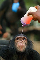 Volunteer giving young Chimpanzee (Pan troglodytes) drink, Pandrillus Sanctury Rehabilitation Centre,  Nigeria.
