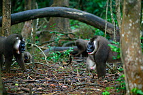 Drill (Mandrillus leucophaeus) aggression between dominant male and challenger, Pandrillus Sanctuary, Nigeria.