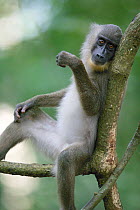 Drill (Mandrillus leucophaeus) young female in tree, Pandrillus Sanctuary, Nigeria.