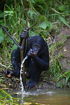 Bonobo (Pan paniscus) drinking, Lola ya Bonobo Sanctuary, Democratic Republic of the Congo.