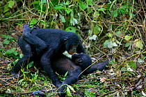 Bonobo (Pan paniscus) male and female copulating, Lola ya Bonobo Sanctuary, Democratic Republic of Congo