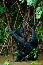 Bonobo (Pan paniscus) male and female copulating in water, Lola ya Bonobo Sanctuary, Democratic Republic of Congo