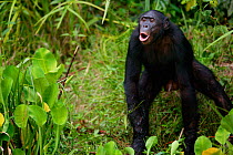 Bonobo (Pan paniscus) adult male vocalising, Lola ya Bonobo Sanctuary, Democratic Republic of the Congo.