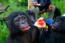 Orphan Bonobos (Pan paniscus) feeding on watermelon, Lola Ya Bonobo Sanctuary, Democratic Republic of the Congo.