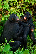 Bonobo (Pan paniscus) male and female copulating, Lola ya Bonobo Sanctuary, Democratic Republic of Congo
