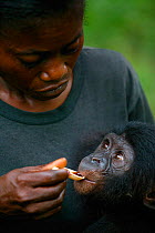 Surrogate mother feeding orphan baby Bonobo (Pan paniscus) medicine. Lola ya Bonobo Sanctuary, Democratic Republic of Congo