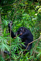 Bonobo (Pan paniscus) adult male sleeping, Lola ya Bonobo Sanctuary, Democratic Republic of Congongo