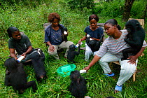 Surrogates mothers feeding young Bonobos (Pan paniscus) Lola ya Bonobo Sanctuary, Democratic Republic of the Congo.