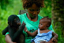 Surrogate mother holding orphan Bonobo (Pan paniscus) and her own baby Lola ya Bonobo Sanctuary, Democratic Republic of the Congo.
