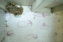 Barn Swallow (Hirundo rustica), nest inside a storage room at farm, Picardy, France.