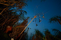 Hunter with limed stick for catching passerne  birds, Ebakken, Nigeria.