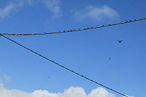 Flock of Barn swallows (Hirundo rustica) perched on power lines during migration,  France.
