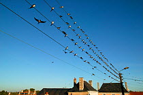 Flock of Barn swallows (Hirundo rustica) perched on power lines during migration, Pitou, France. September