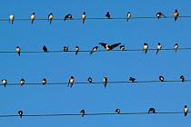 Flock of Barn swallows (Hirundo rustica) perched on power lines during migration,  France. September.