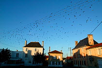 Flock of Barn swallows (Hirundo rustica) perched on power lines during migration,  France. September.