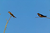 Barn swallow (Hirundo rustica) and Sand martin (Riparia riparia) perched, France.