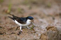 House martin (Delichon urbicum) gathering mud to build nest, Picardy, France.