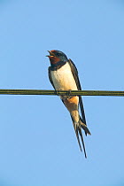Barn swallow (Hirundo rustica) adult male perched on wire, Picardy, France, June.