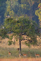 Northern plains langur (Semnopithecus entellus) and Chital deer (Axis axis), Bandhavgarh National Park, India.