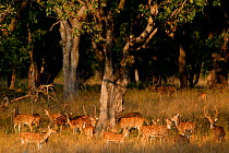 Chital deer (Axis axis), herd grazing at edge of forest, Bandhavgarh National Park, India.