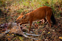 Dhole (Cuon alpinus) female feeding on Chital deer (Axis axis)    Bandhavgarh National Park, India.