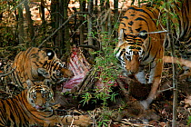 Bengal tiger (Panthera tigris tigris) female and cubs age 6 months feeding, Bandhavgarh National Park, India.