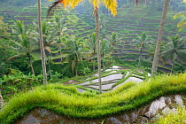 Terraced rice fields, Bali, Indonesia.