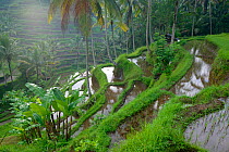 Terraced rice fields, Bali, Indonesia.