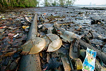 Horseshoe crabs (Tachypleus gigas) mating among pollution washed up in mangroves, Sungei Buloh Natural Park,  Singapore.