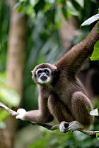 White-handed gibbon (Hylobates lar) portrait, captive Singapore Zoo. Endangered species, occurs in South East Asia.