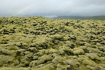 Mossy rocks on the  Eldhraun lava field, south coast of Iceland, August 2003.