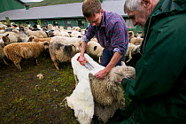 Men shearing sheep, Streymoy, Faroe Islands. August 2003.