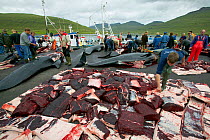 Residents of Faroe Islands butchering 150 Long finned pilot whales (Globicephala melas) after traditional hunt. The residents will share the meat between themselves. Faroe Islands, August 2003.