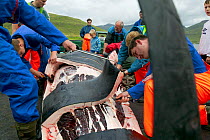 Residents of Faroe Islands butchering 150 Long finned pilot whales (Globicephala melas) after traditional hunt. The residents will share the meat between themselves. Faroe Islands, August 2003.