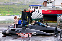 Children playing on carcasses of Long finned pilot whale (Globicephala melas)  Faroe Islands, August 2003.