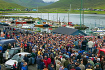 Residents of Faroe Islands with carcasses of 150 Long finned pilot whale (Globicephala melas) after traditional hunt. The residents will share the meat between themselves. Faroe Islands, August 2003.
