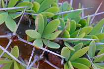 Malagasy spiny bush (Euphorbia stenoclata) close up of spines/thorns, Berenty reserve, Madagascar