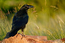 Common raven (Corvus corax) perched on sheep carcass,                Grands Causses, Midi-Pyrenees, France.