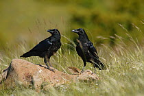 Common ravens (Corvus corax) perched on sheep carcass, Grands Causses, Midi-Pyrenees, France.