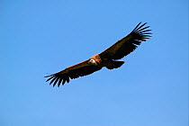 Griffon vulture (Gyps fulvus) in flight with blue sky, Les Causses et les Cevennes, Southern France.