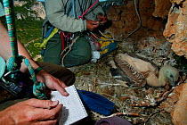 Griffon vulture (Gyps fulvus) chick at nest, with researchers about to  ring it,  Gorge de la Jonte. France.