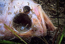 Redfish (Lutjanus dentatus) carcass scavenged by Baltic Isopods (Idotea balthica) Cape Ann, Massachusetts, USA.