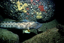 Ocean pout (Macrozoarces americanus) on rocky sea bottom, Stellwagon Bank, Massachusetts, New England, USA, North Atlantic Ocean.